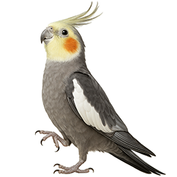Gray Cockatiel